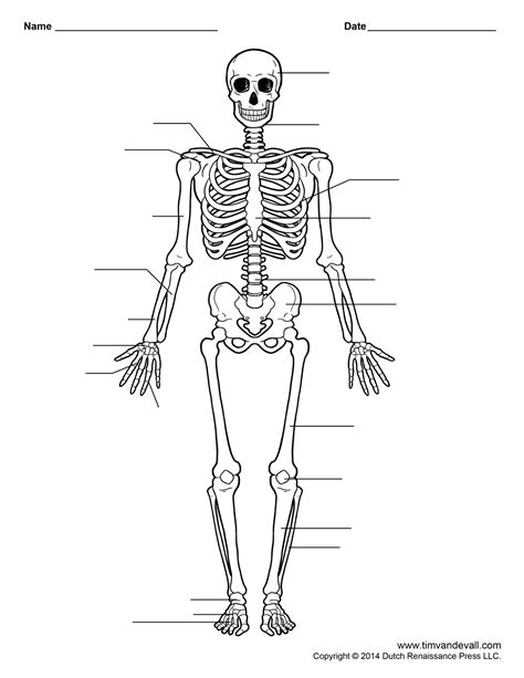 Blank Printable Skeletal System